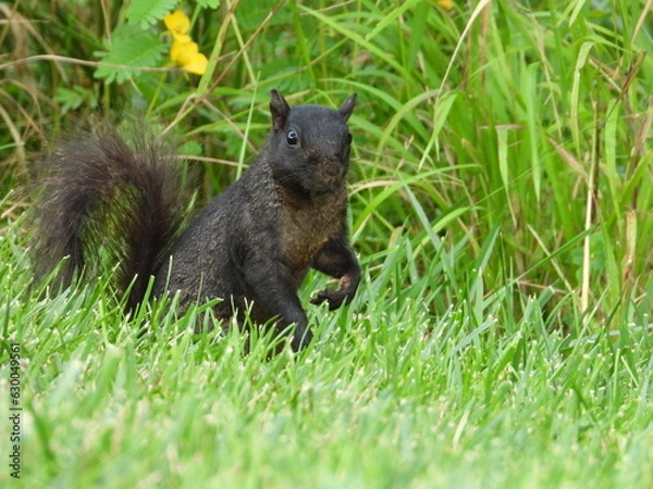 Fototapeta Black squirrel
