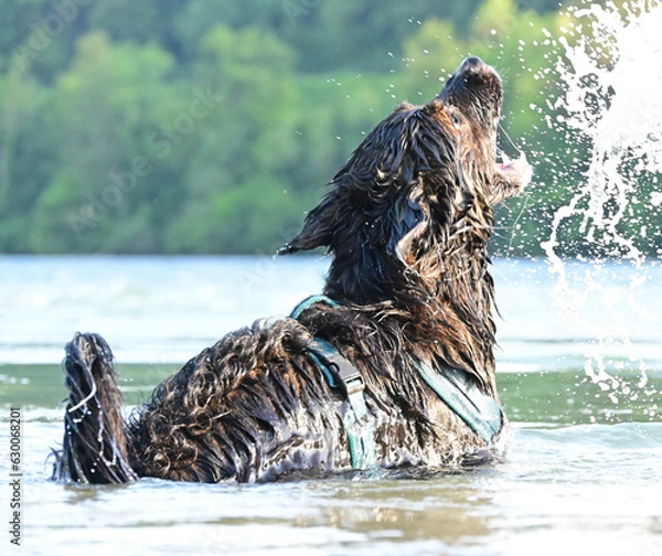 Obraz dog funny in the water