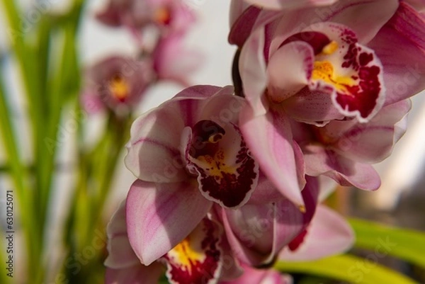 Fototapeta CIMBIDIUM, ORQUIDEA