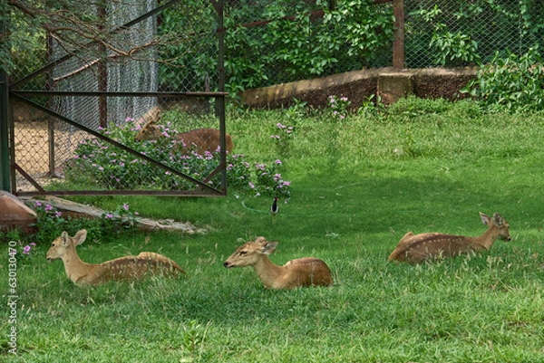 Obraz Three deers are relaxing