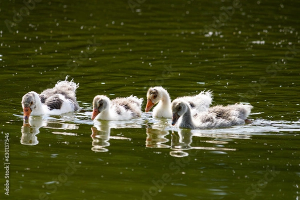 Obraz patos na lagoa