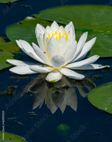 Fototapeta Floating Waterlily