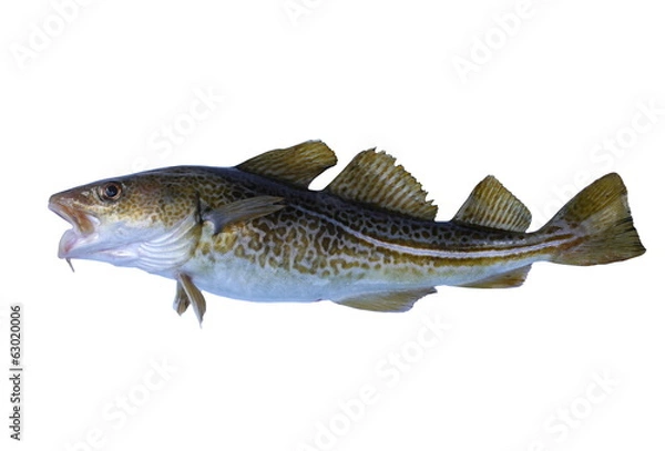 Fototapeta codfish
