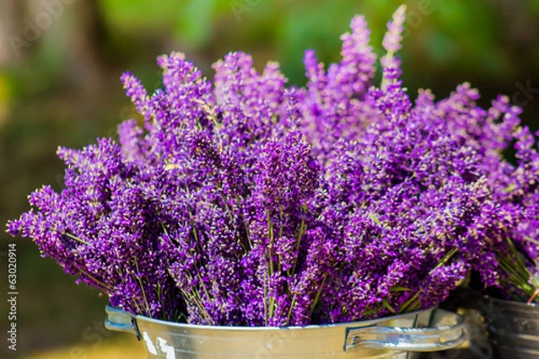 Obraz Bucket with lavender
