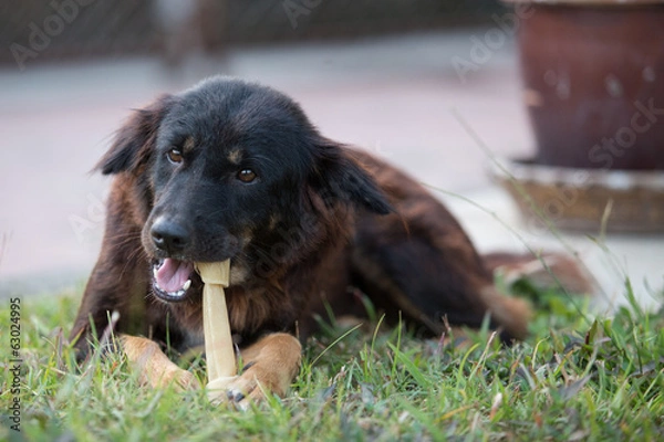 Obraz dog with Rawhide bone in its mouth