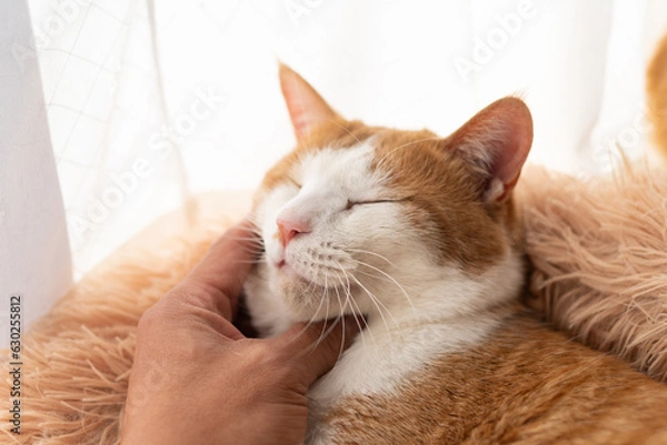 Fototapeta 猫と人　茶トラ白