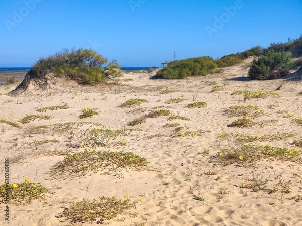 Fototapeta Dunes in the beach 