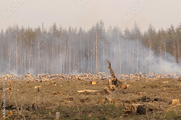 Fototapeta Location deforestation in the smoke of fires
