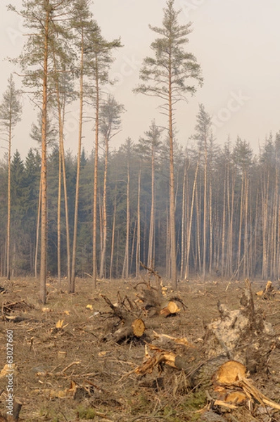 Fototapeta Location deforestation in the smoke of fires