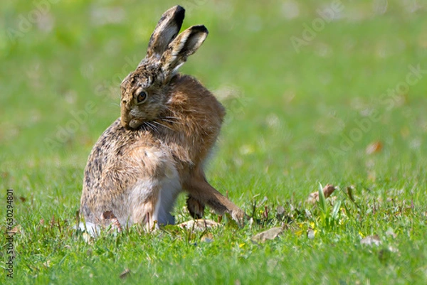 Obraz rabbit in the grass