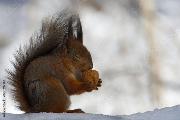 Obraz squirrel in the snow