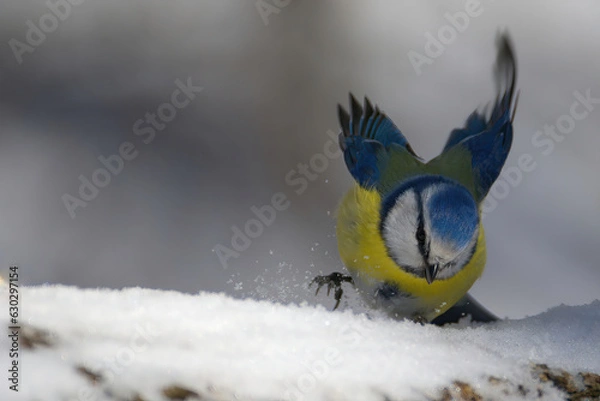 Obraz bird in the snow