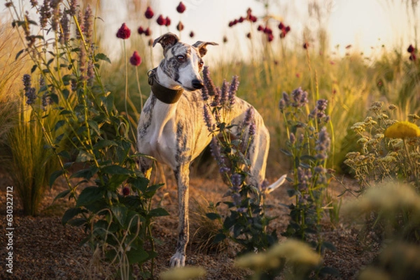 Fototapeta Whippet dog outdoor portrait. Beautiful and unique dog. Young whippet female in the garden. In the vineyard. Amazing sunset with your best friend dog.