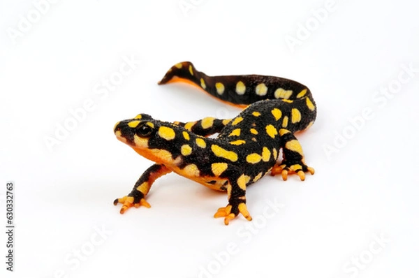Obraz Yellow-spotted newt // Urmia-Bergbachmolch (Neurergus crocatus) 