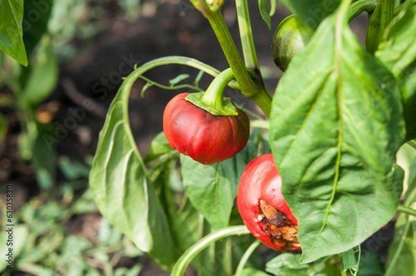 Fototapeta Little and rotten peppers damaged and  by the drought and illnes