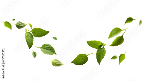 Fototapeta Przyprawie zioło świeże liście bazylia izolowane na tle międzyprzewodników