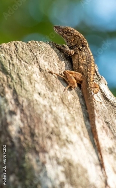 Obraz Closeup of a brown anole lizard crawling on a tree bark