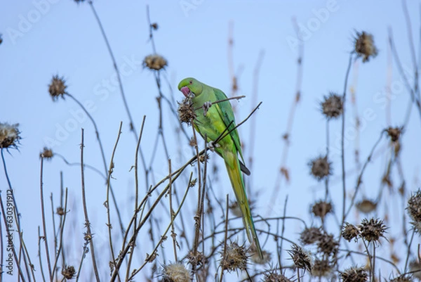 Obraz Black-necked parakeet on thistle