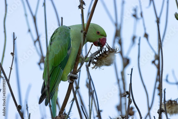 Obraz Black-necked parakeet on thistle