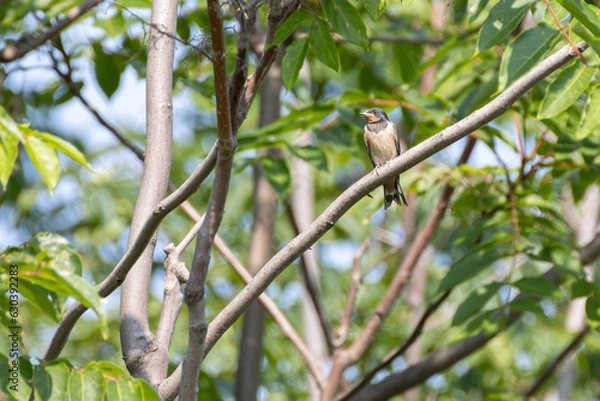 Obraz Swallow perched on a branch