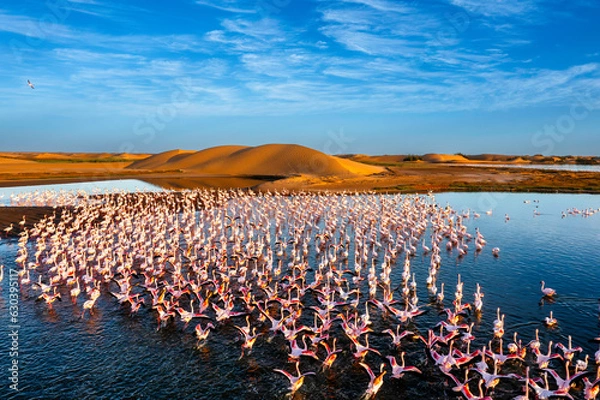 Obraz Desert scenery with saltwater lagoons full of beautiful flamingos. Namib-Nukluft National Park - Walvish Bay, Namibia