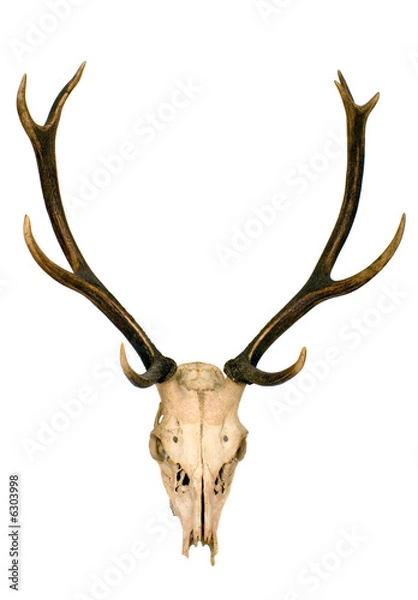 Fototapeta To rogi jelenia bardzo dobrze utrzymane