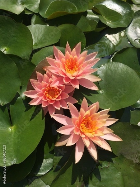 Obraz 연꽃 정원 연못