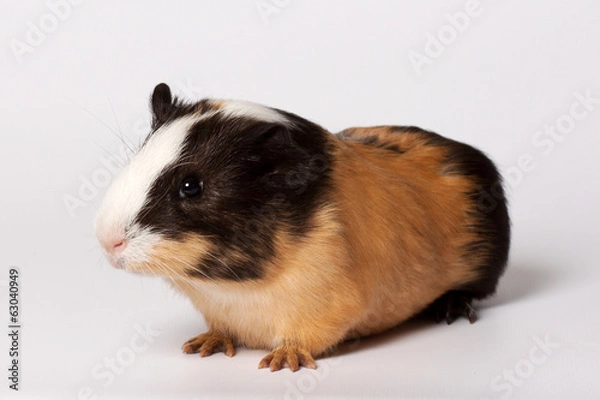 Fototapeta Small colored guinea pig