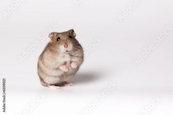 Fototapeta Brown hamster