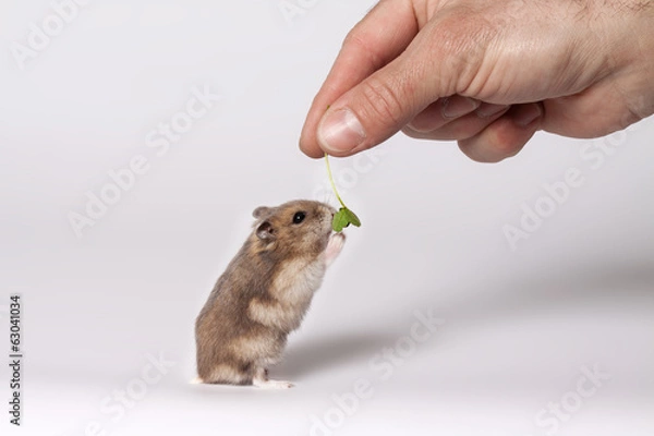 Fototapeta Brown hamster
