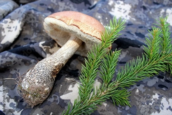 Fototapeta mushroom in the forest