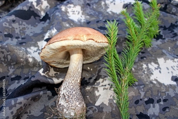 Fototapeta mushroom in the forest