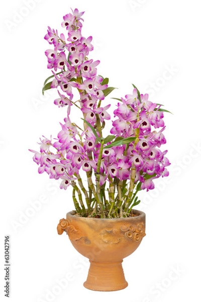 Fototapeta Nobile orchid isolated on white background