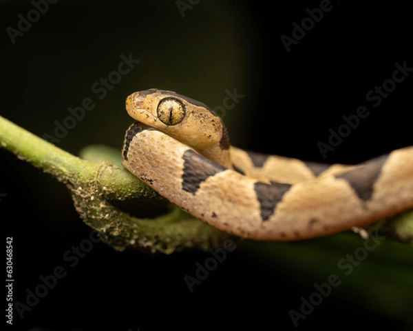 Fototapeta Bluntheaded tree snake (Imantodes cenchoa), Costa Rica. Wildlife photography.
