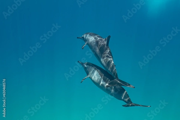 Fototapeta Spinner dolphin (Stenella longirostris), Red Sea, Sataya reef, Marsa Alam, Egypt. Wildlife underwater photography.
