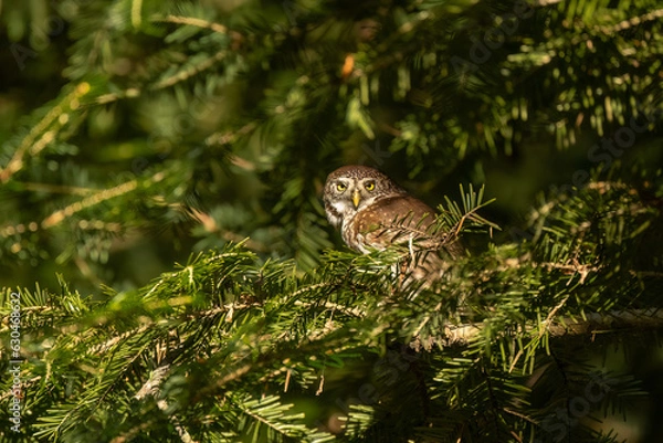 Fototapeta Eurasian pygmy owl (Glaucidium passerinum), wildlife photography, Czech Republic