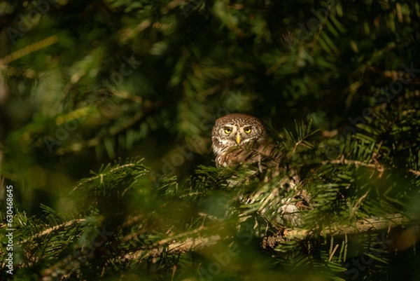 Fototapeta Eurasian pygmy owl (Glaucidium passerinum), wildlife photography, Czech Republic