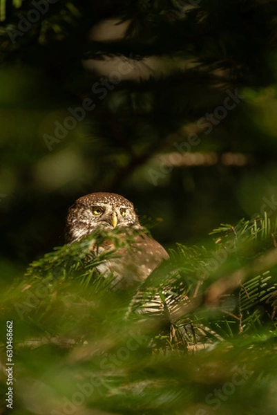 Fototapeta Eurasian pygmy owl (Glaucidium passerinum), wildlife photography, Czech Republic