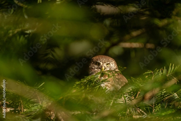 Fototapeta Eurasian pygmy owl (Glaucidium passerinum), wildlife photography, Czech Republic