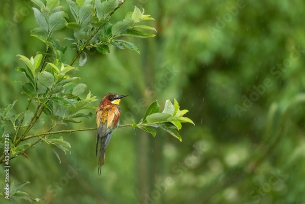 Fototapeta European bee-eater (Merops apiaster), Slovakia, wildlife photography