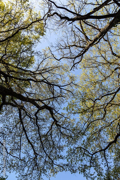 Obraz forest and trees wallpapers 2