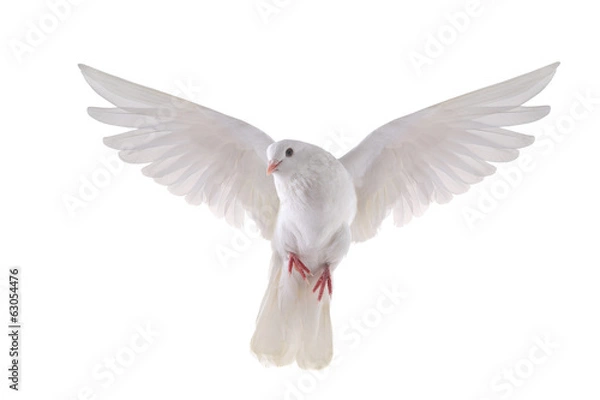 Obraz Flying Dove
