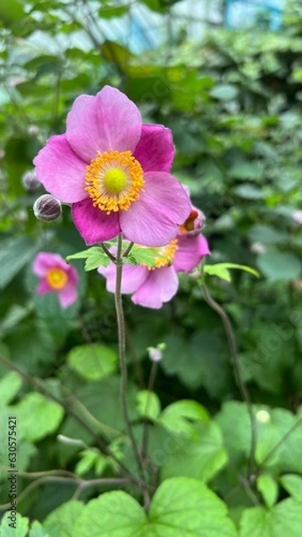 Fototapeta Hadspen Abundance flowers continue to produce semi-double cup-shaped deep pink flowers with reddish-pink outer petals. This anemone is a wonderful plant for adding late summer color to the garden.