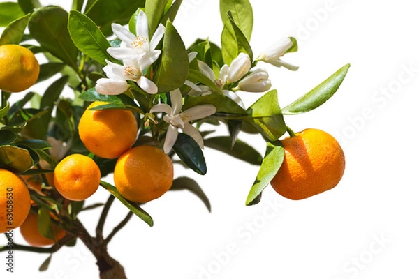 Obraz Tangerines on the tree.
