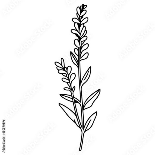 Obraz Spring Lavender Branch ikona, elementy botaniczne. Rustykalne zioła.