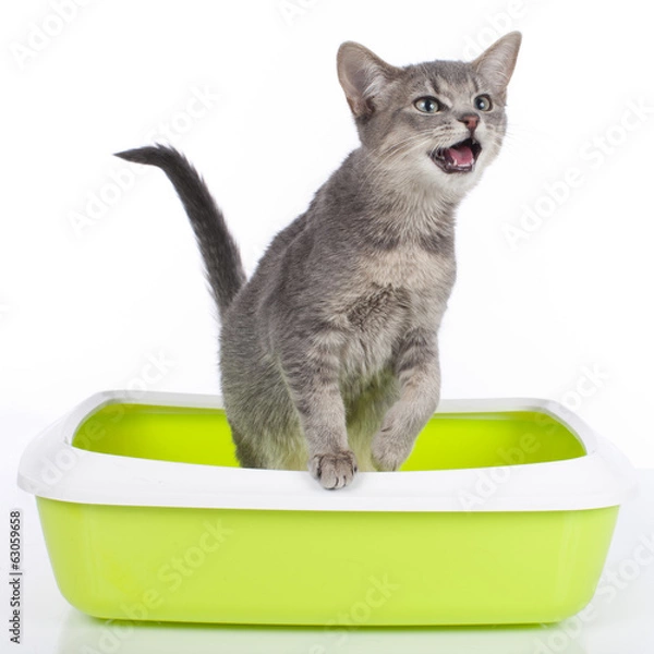 Fototapeta Cat crying out of the litterbox