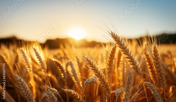 Obraz wheat field at sunset, Generative AI