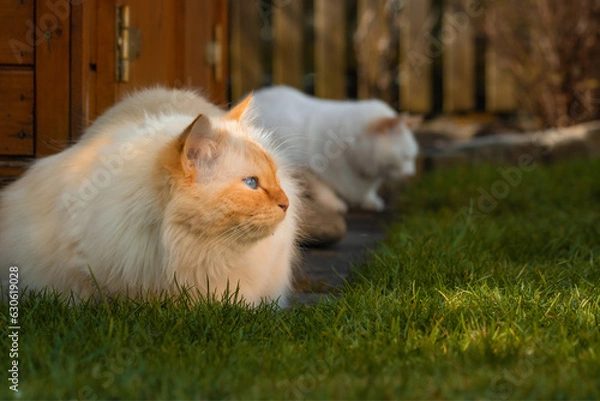 Obraz Two white cats sittingon a garden path