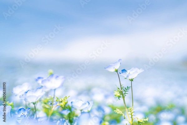 Fototapeta ネモフィラボケが綺麗