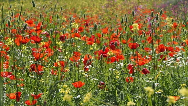 Obraz wilde blumenwiese